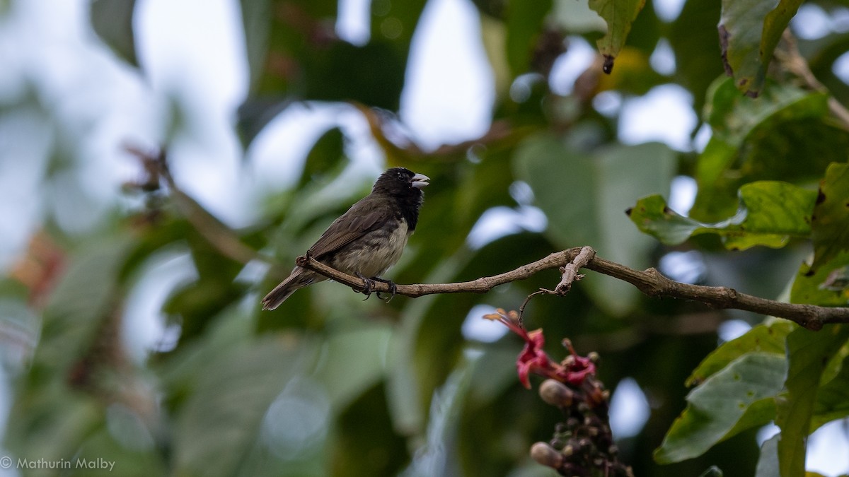 Yellow-bellied Seedeater - ML174449511