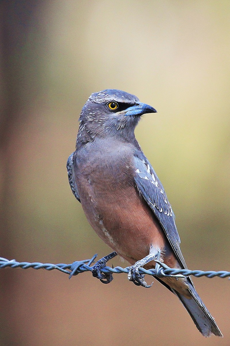 White-browed Woodswallow - ML174449581