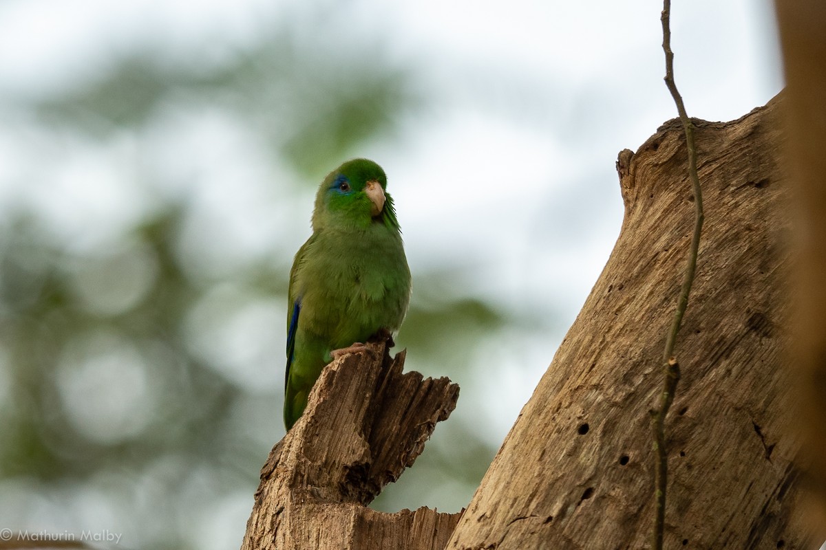 Spectacled Parrotlet - ML174449621