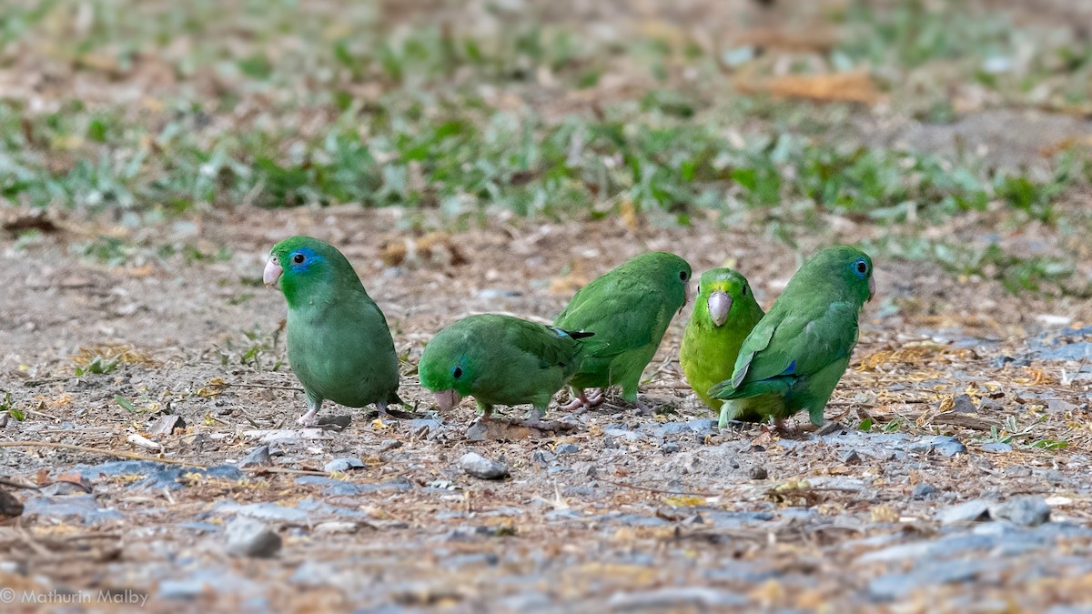 Spectacled Parrotlet - ML174449661