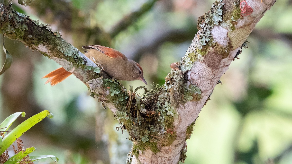 Ash-browed Spinetail - Mathurin Malby