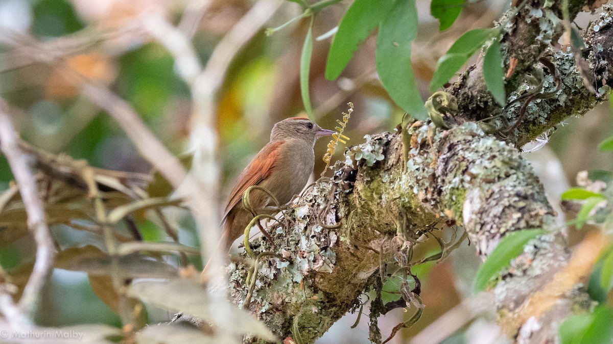 Ash-browed Spinetail - Mathurin Malby