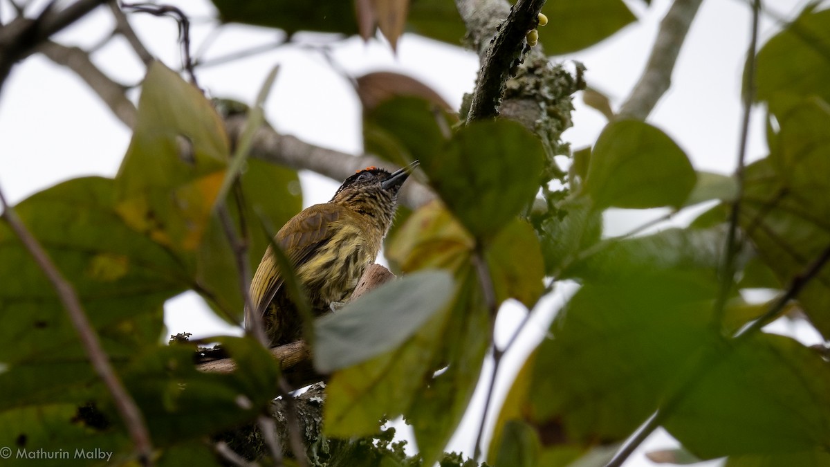 Olivaceous Piculet - ML174450071
