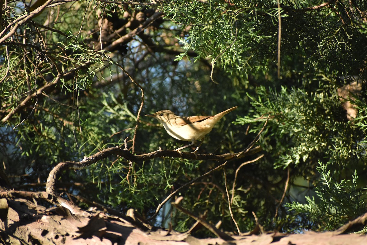 Blyth's Reed Warbler - Himanshu Chaudhary