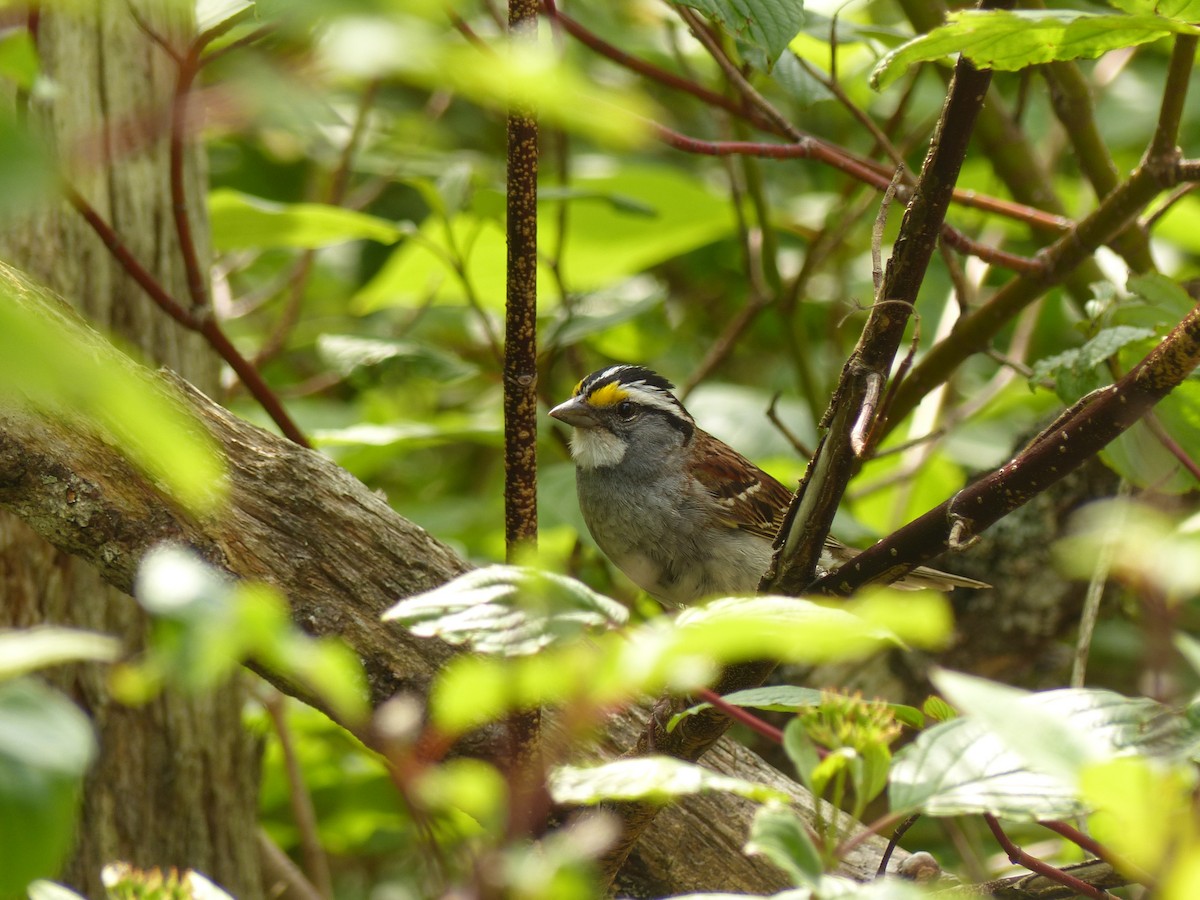 White-throated Sparrow - ML174454411