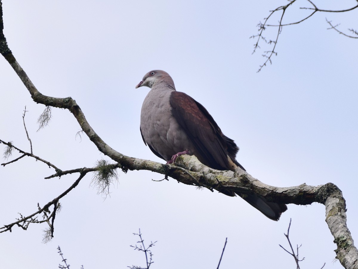 Mountain Imperial-Pigeon - ML174454691