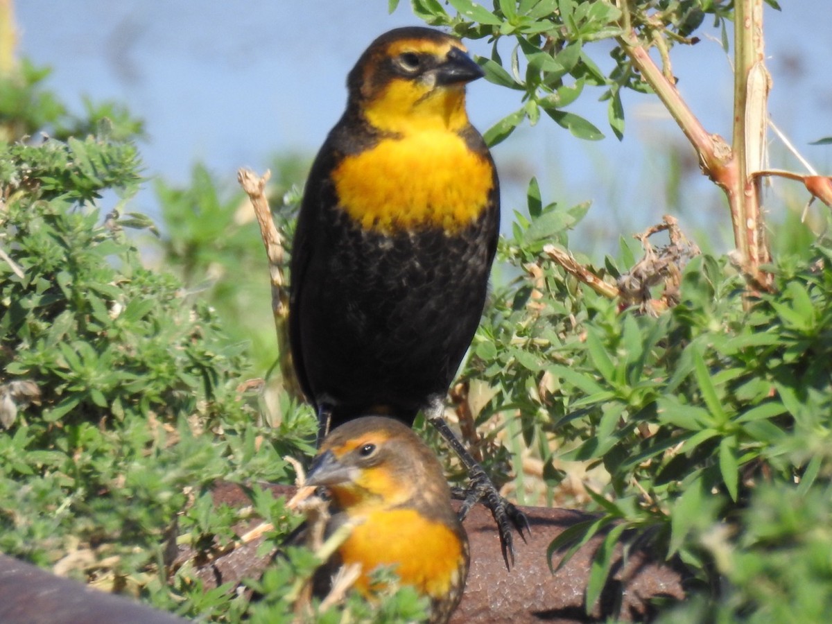 Yellow-headed Blackbird - Daron Patterson