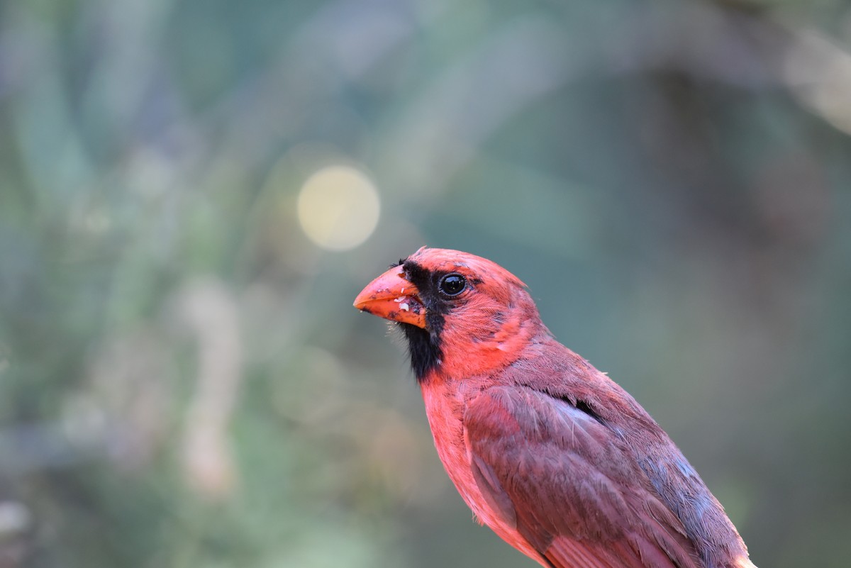 Northern Cardinal (Common) - ML174462251