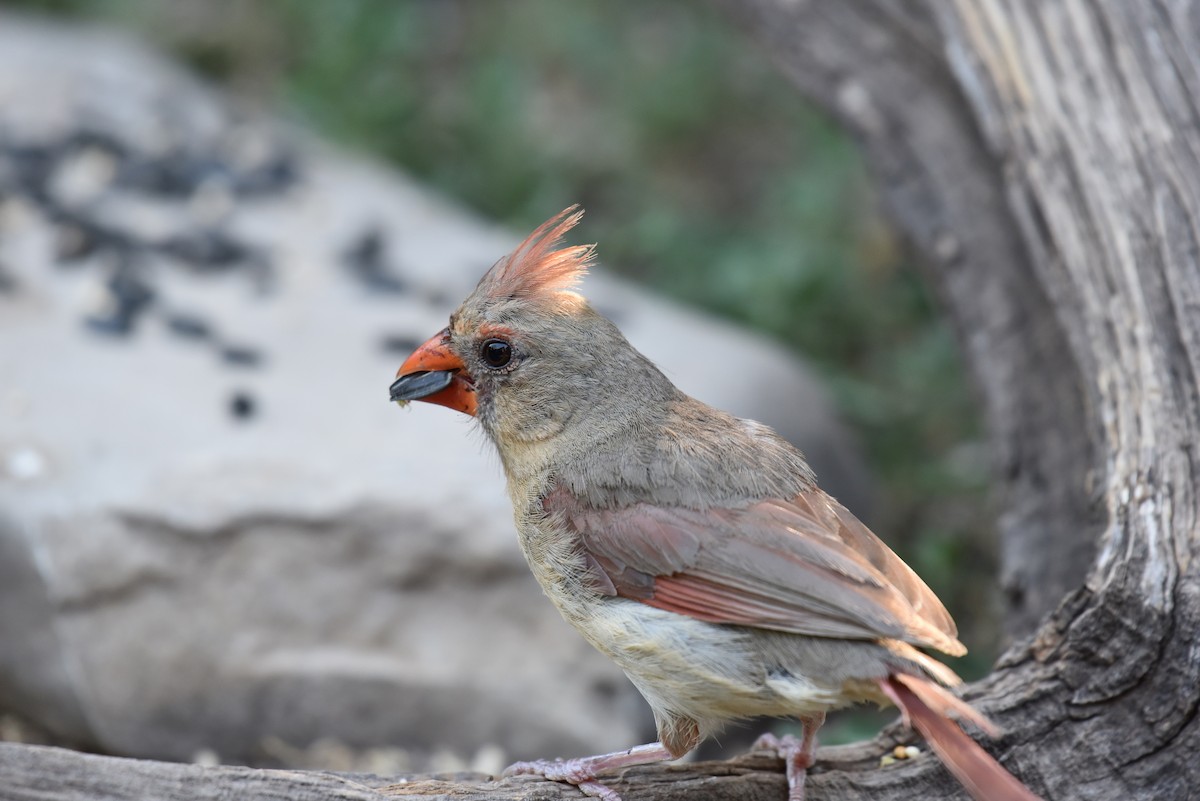 Northern Cardinal (Common) - Hannes Leonard