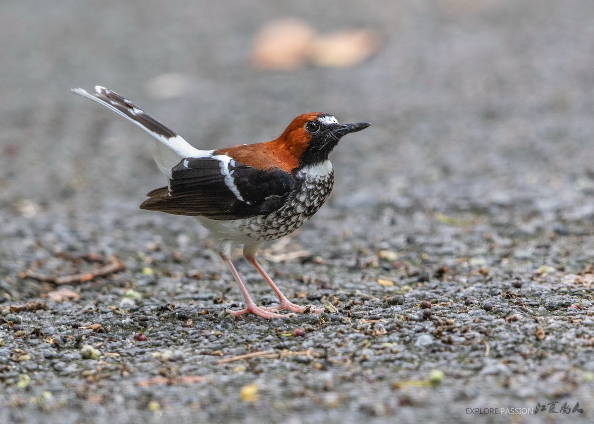 Chestnut-naped Forktail - Wai Loon Wong