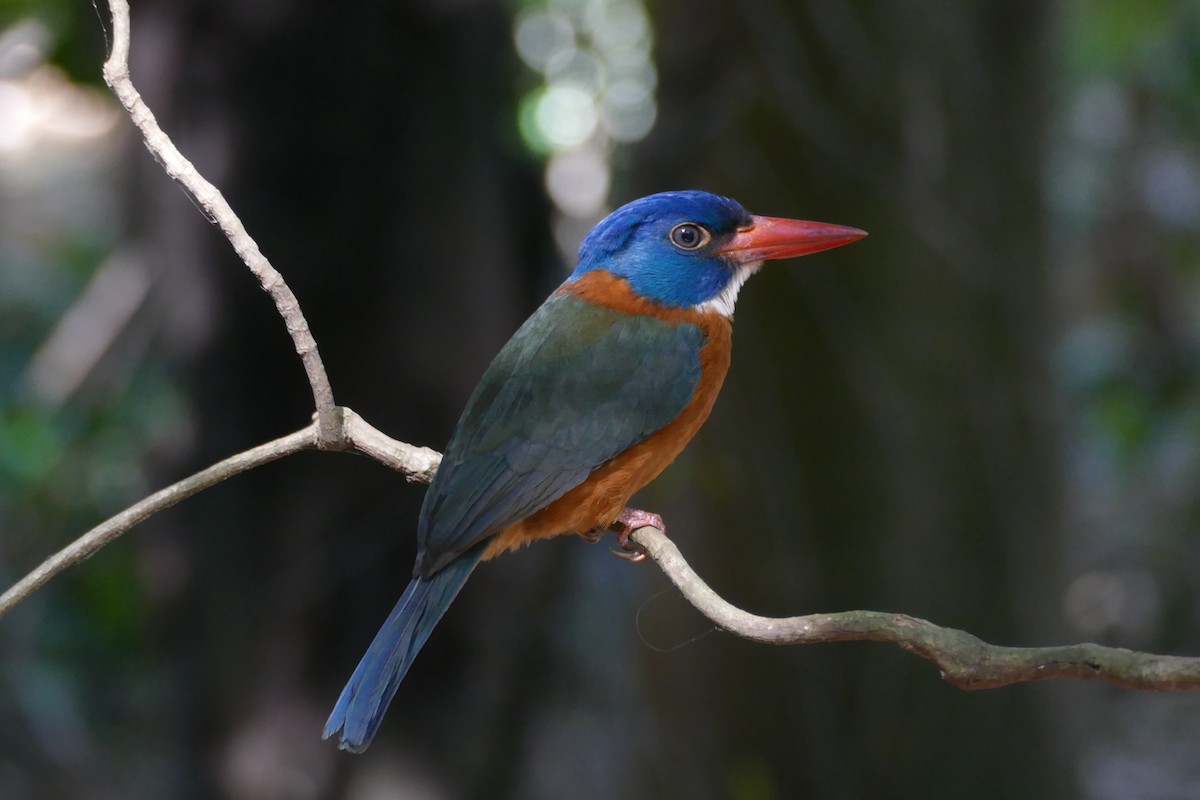 Green-backed Kingfisher (Blue-headed) - Peter Kaestner