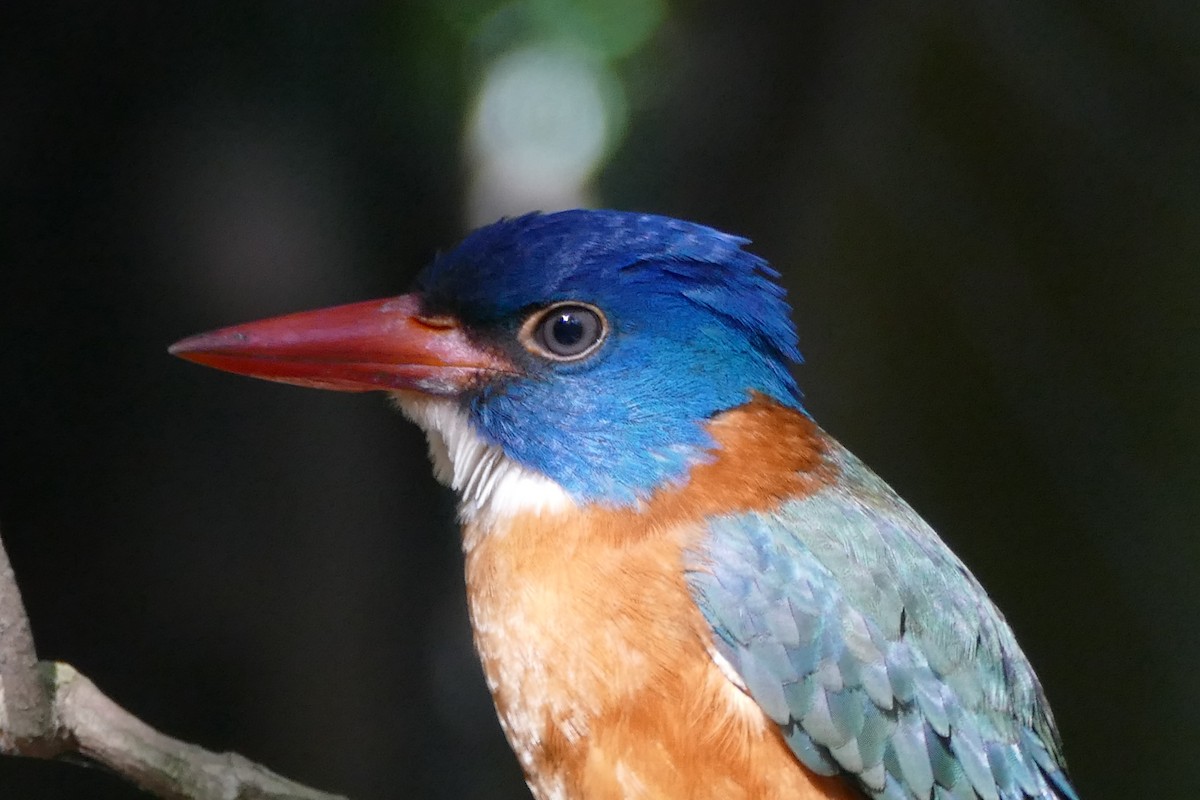 Green-backed Kingfisher (Blue-headed) - Peter Kaestner