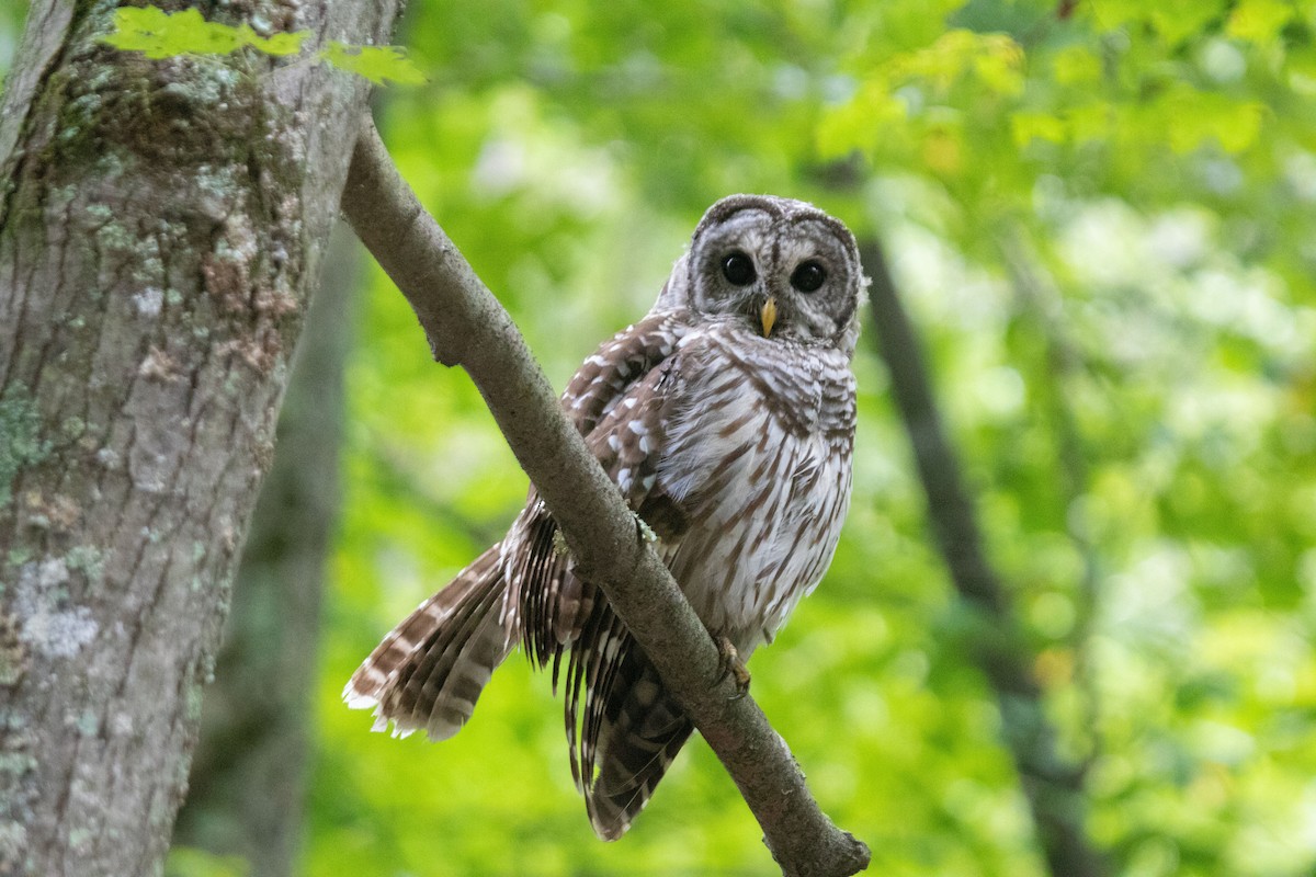 Barred Owl - Forrest Baublitz