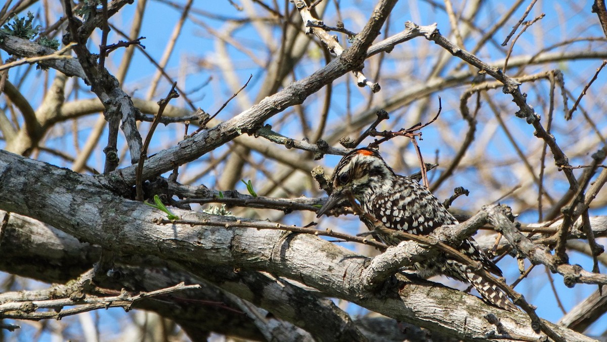 Checkered Woodpecker - ML174477601
