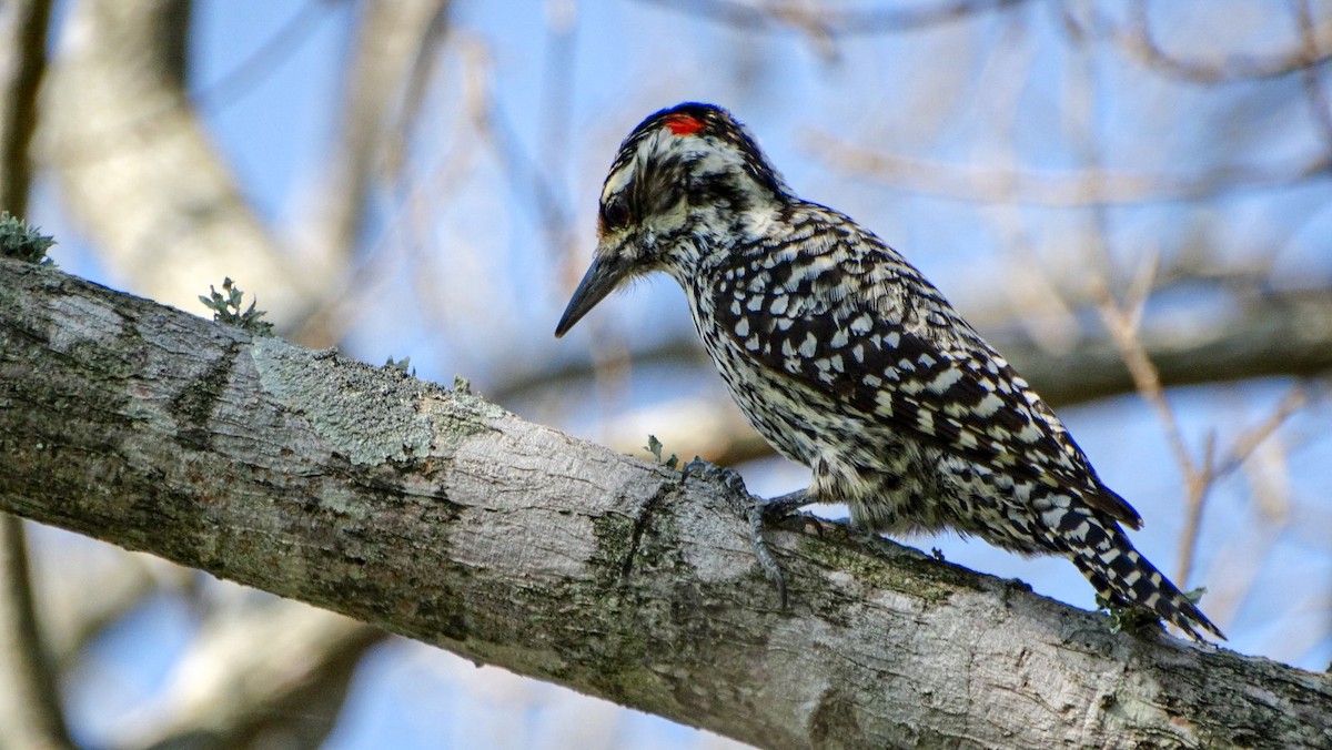 Checkered Woodpecker - ML174477631