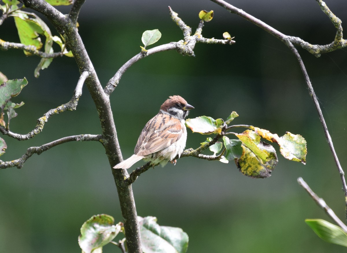Eurasian Tree Sparrow - ML174477711