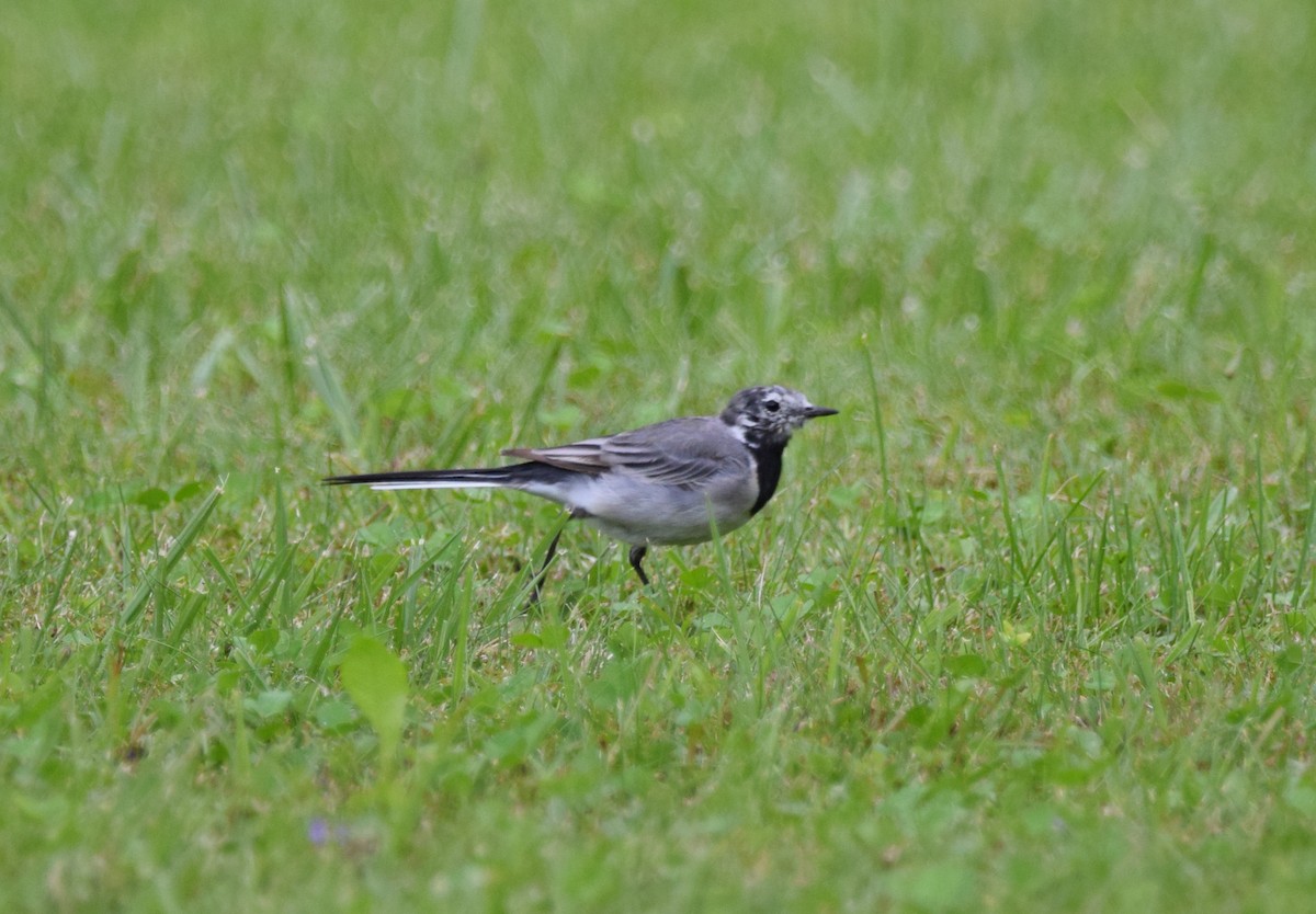White Wagtail (White-faced) - ML174478601