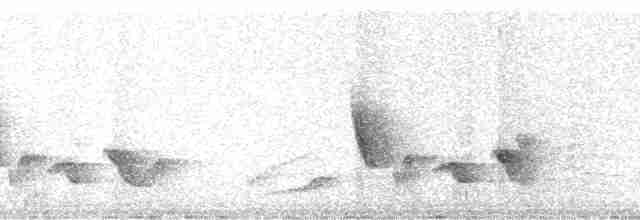 Ak Kanatlı Çıtkuşu - ML17448