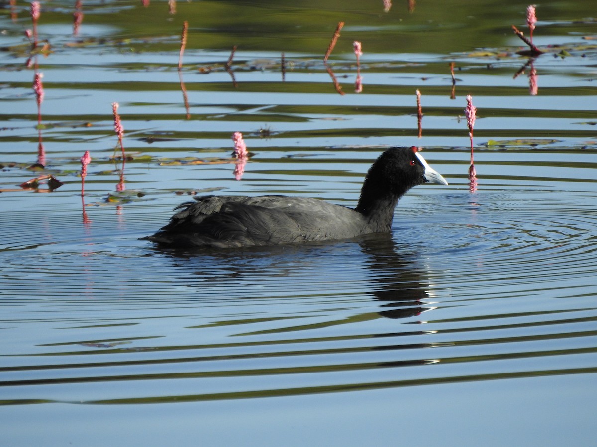 Red-knobbed Coot - ML174481721