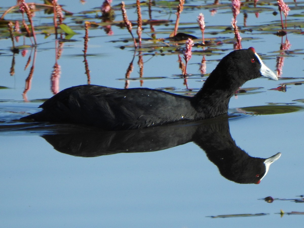 Red-knobbed Coot - ML174481751