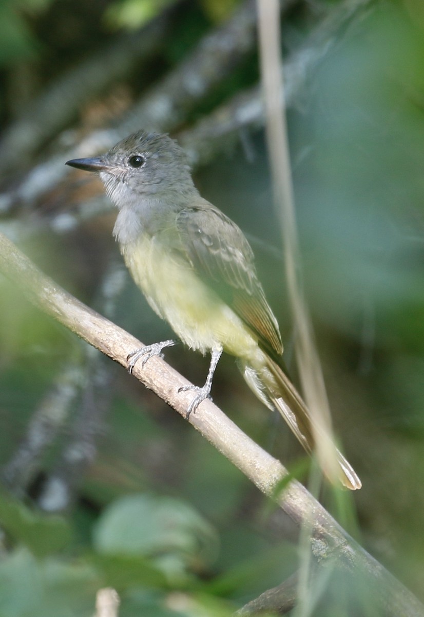 Great Crested Flycatcher - ML174482551