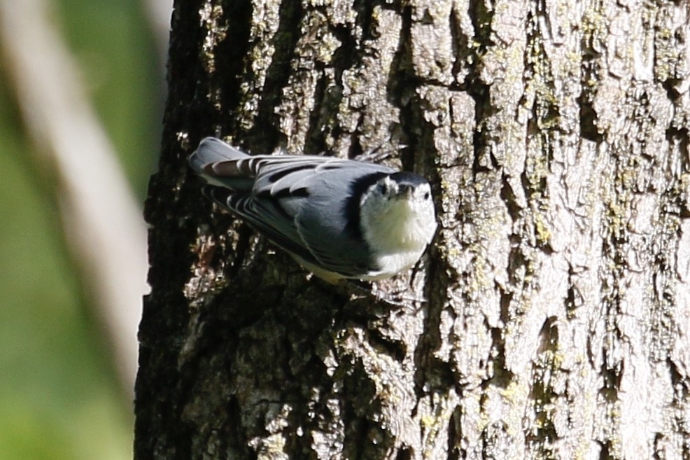 White-breasted Nuthatch - ML174482821