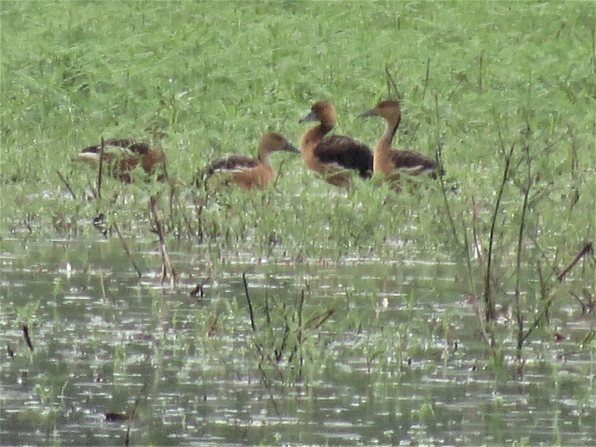 Fulvous Whistling-Duck - ML174482881
