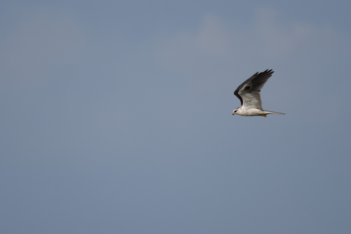 White-tailed Kite - Hannes Leonard