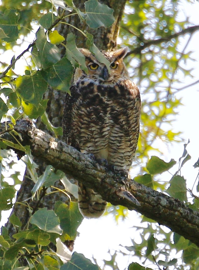 Great Horned Owl - Jeffrey Boland