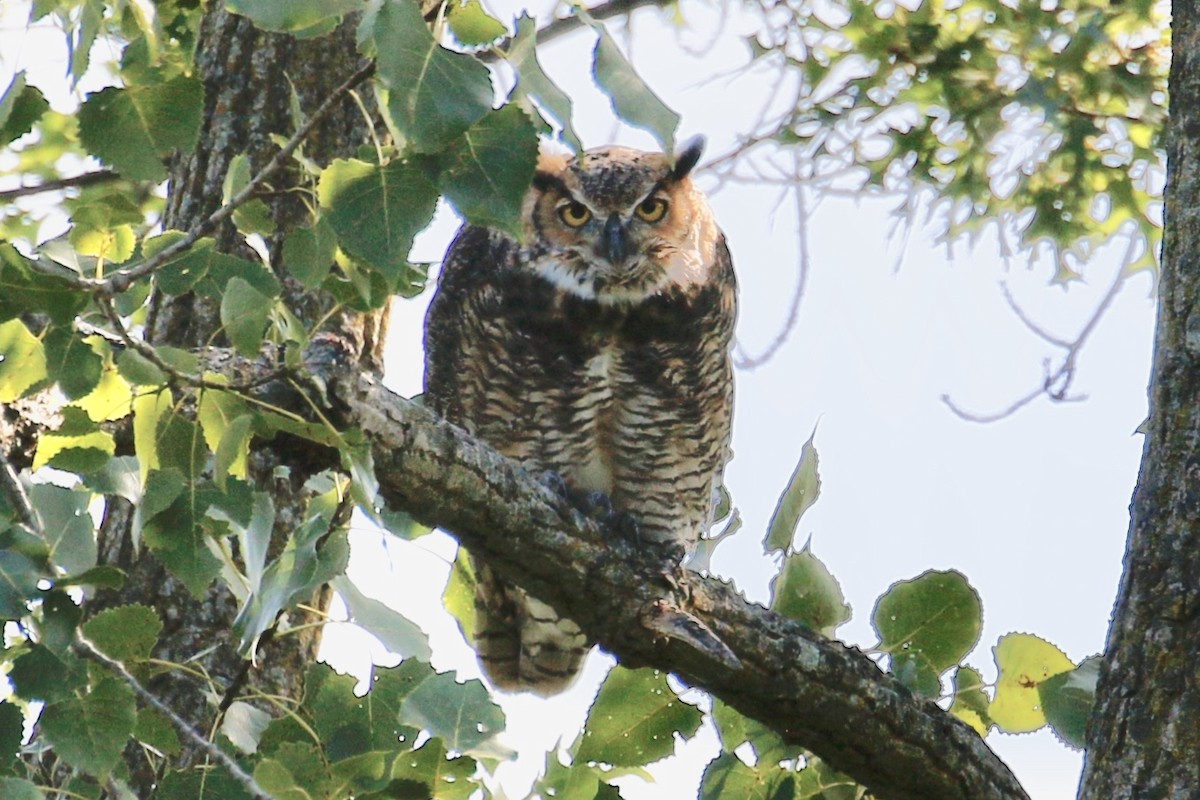 Great Horned Owl - Jeffrey Boland