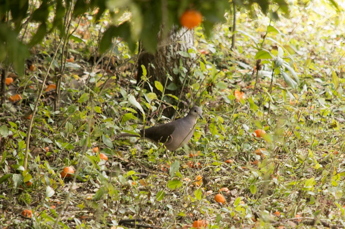 Large-tailed Dove - ML174484151