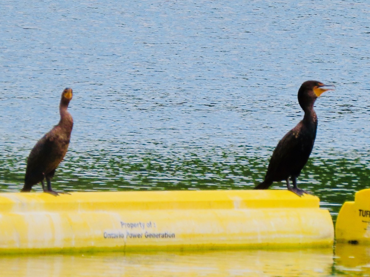 Double-crested Cormorant - Babs Buck