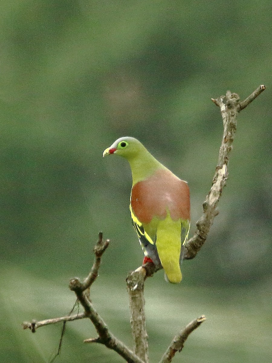 Thick-billed Green-Pigeon - Aniruddha  Roy