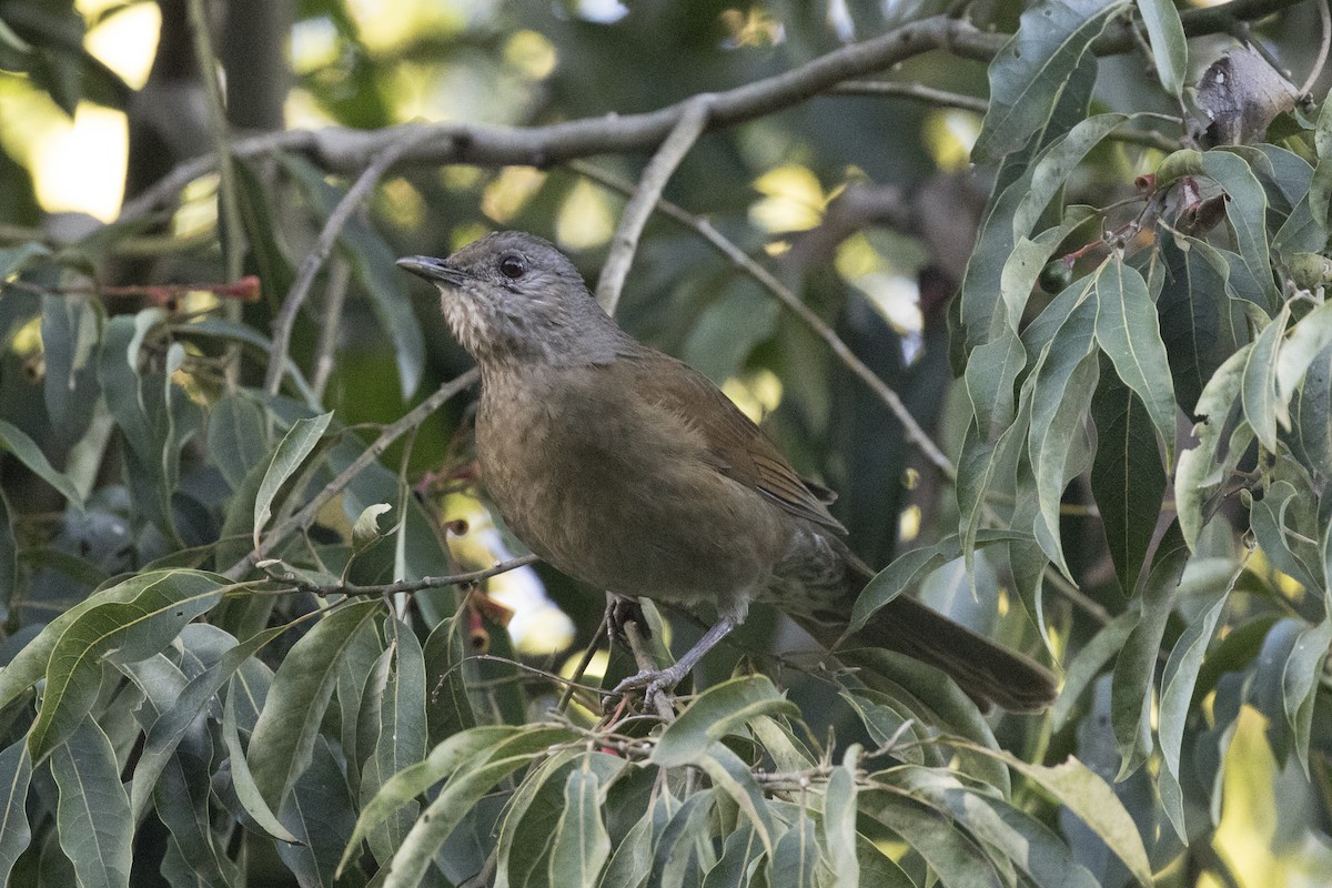 Pale-breasted Thrush - ML174487721