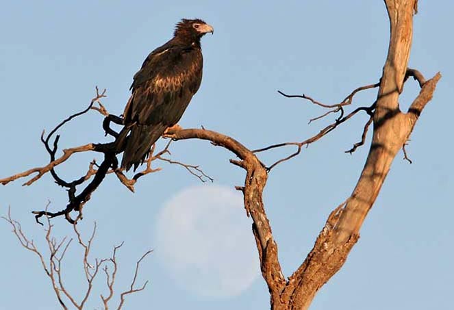 Wedge-tailed Eagle - ML174490461
