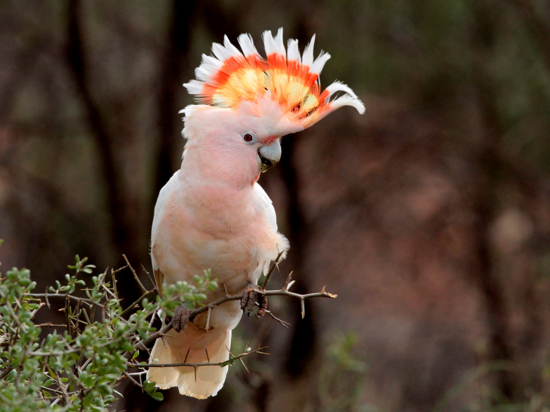 Pink Cockatoo - eBird