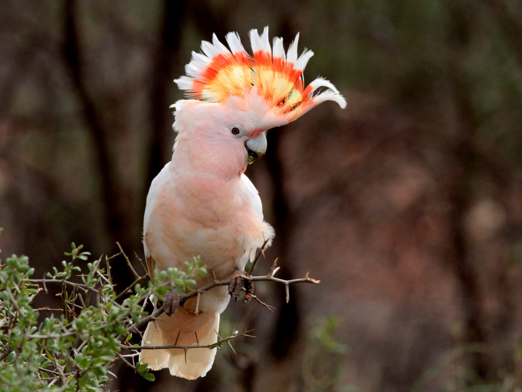 Pink Cockatoo - Corey Callaghan