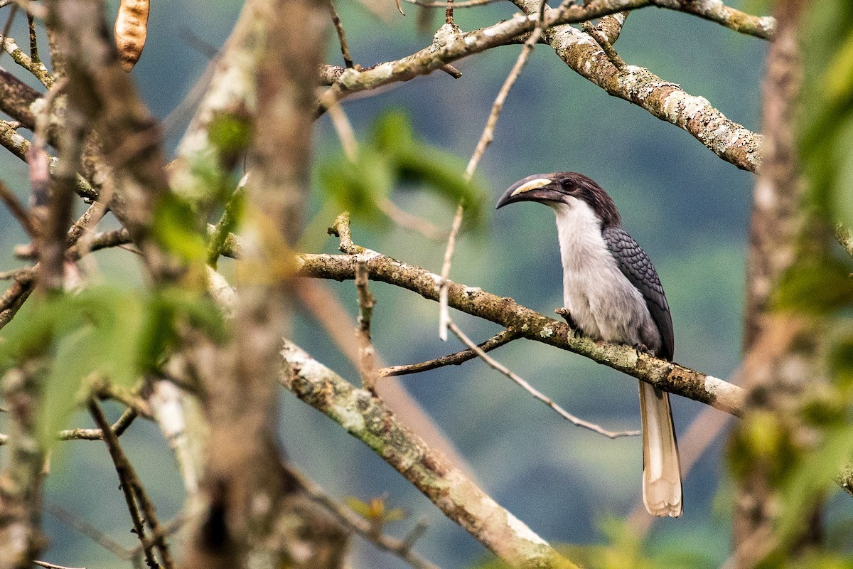 Sri Lanka Gray Hornbill - Sherman Garnett