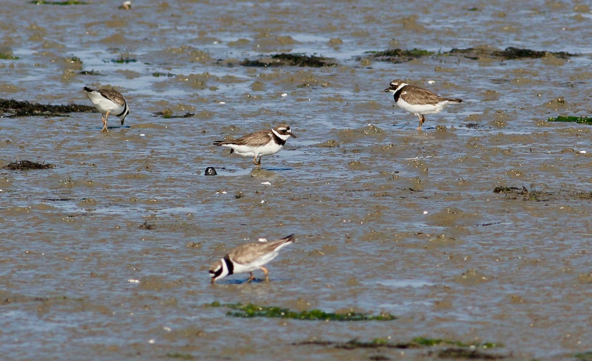 Common Ringed Plover - Joost Foppes