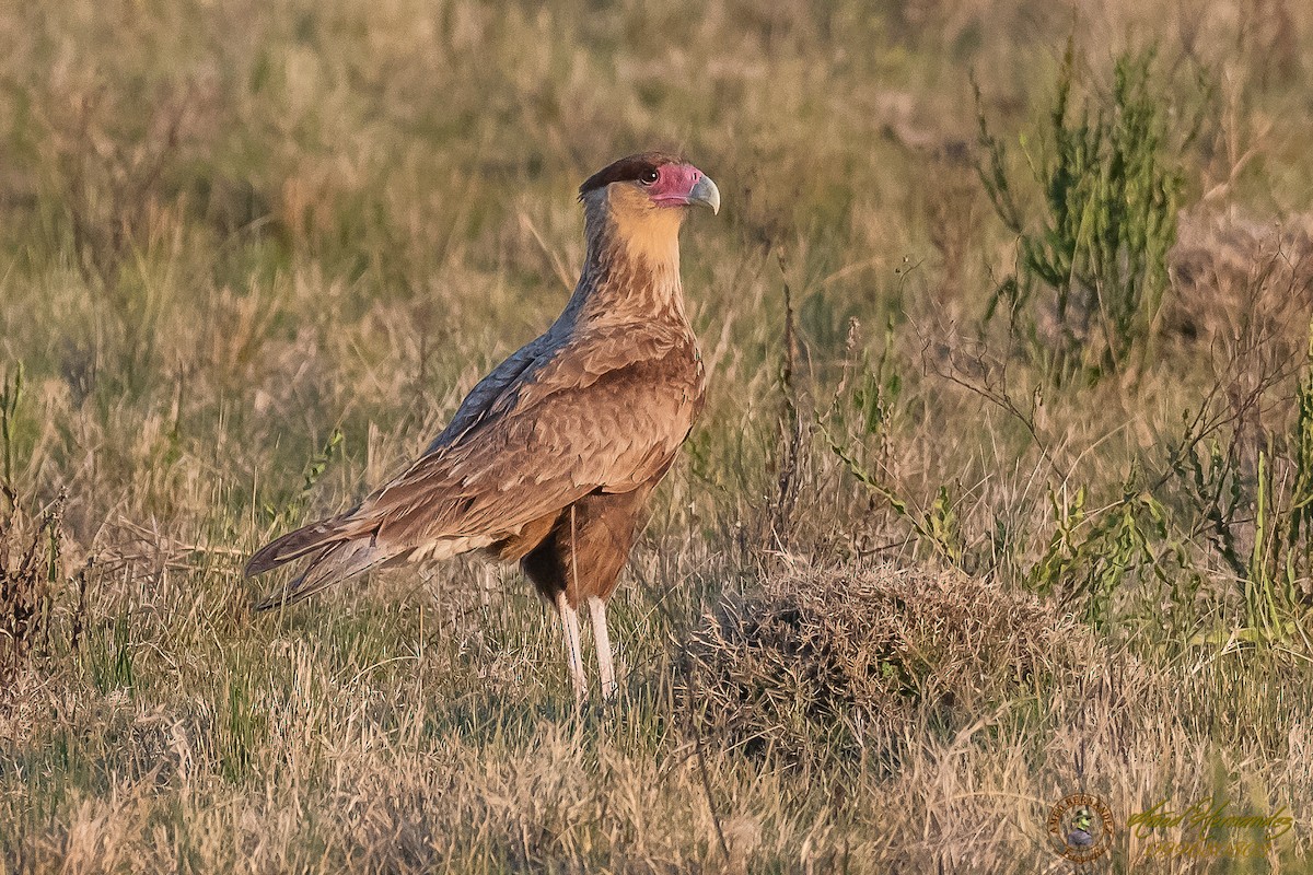 Crested Caracara (Southern) - ML174495991