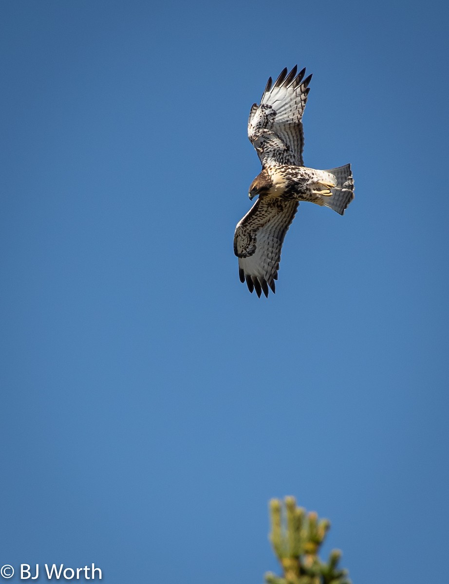 Red-tailed Hawk - ML174496531