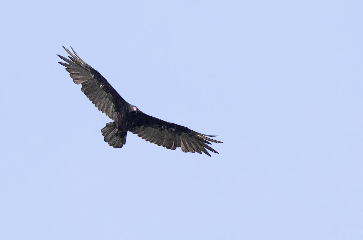 Turkey Vulture - Peter Candido