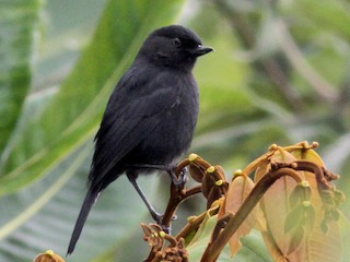  - Venezuelan Flowerpiercer