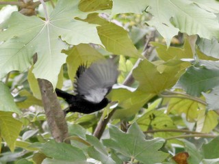  - Venezuelan Flowerpiercer