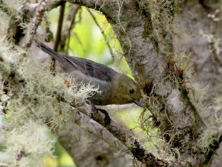  - Venezuelan Flowerpiercer