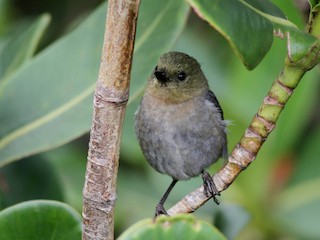 - Venezuelan Flowerpiercer