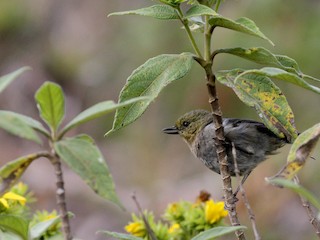  - Venezuelan Flowerpiercer