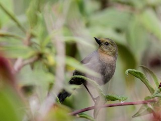  - Venezuelan Flowerpiercer