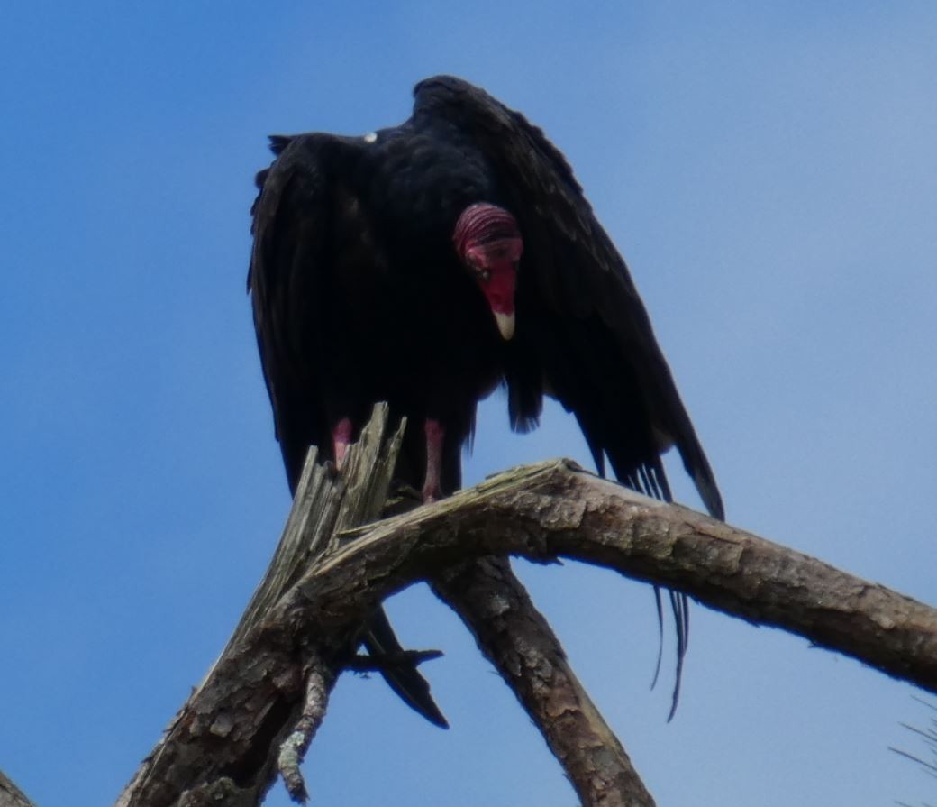 Turkey Vulture - Bill Pranty