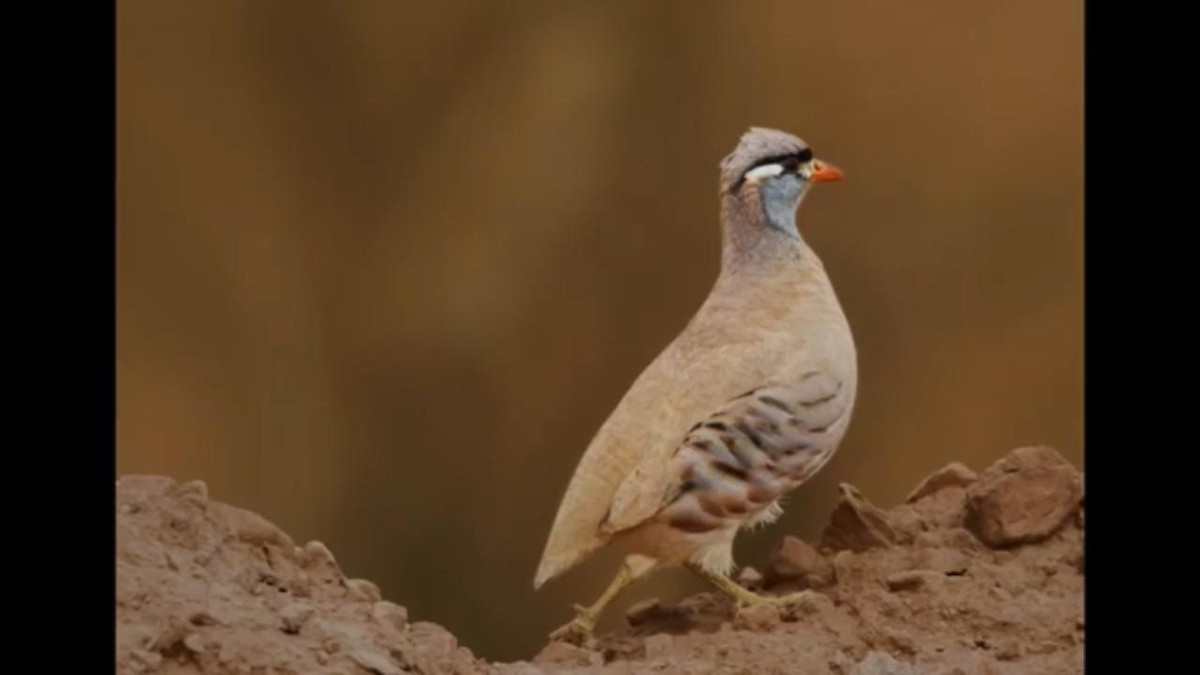 See-see Partridge - Saudi Rare Bird Records
